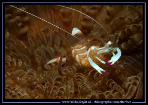 Little Symbiotic Schrimp in the water's of Lembeh Strait.... by Michel Lonfat 